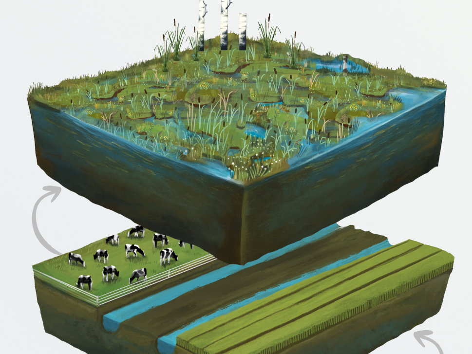 Neue Moorlandschaften: Erforschen, Entwickeln, Erleben