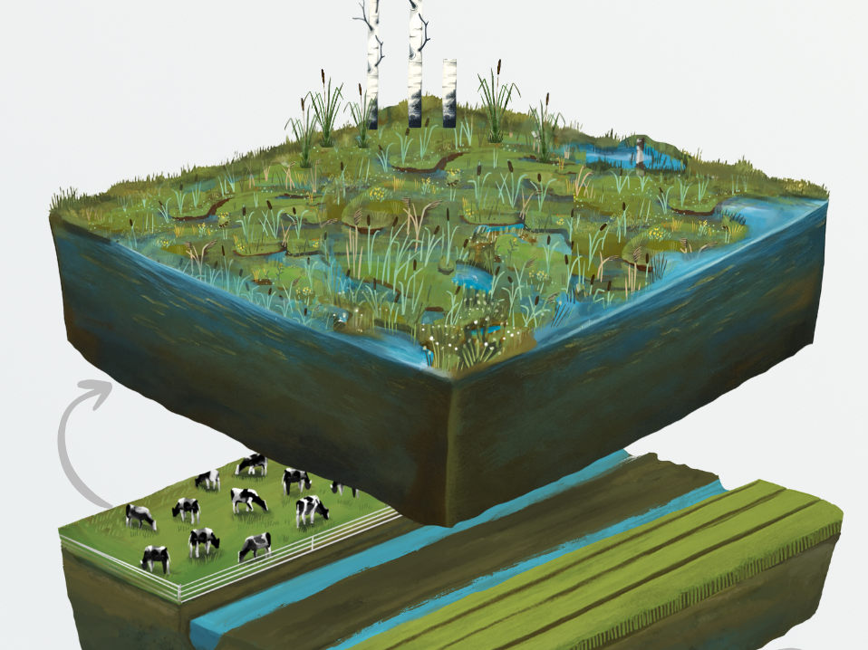 Neue Moorlandschaften: Erforschen, Entwickeln, Erleben