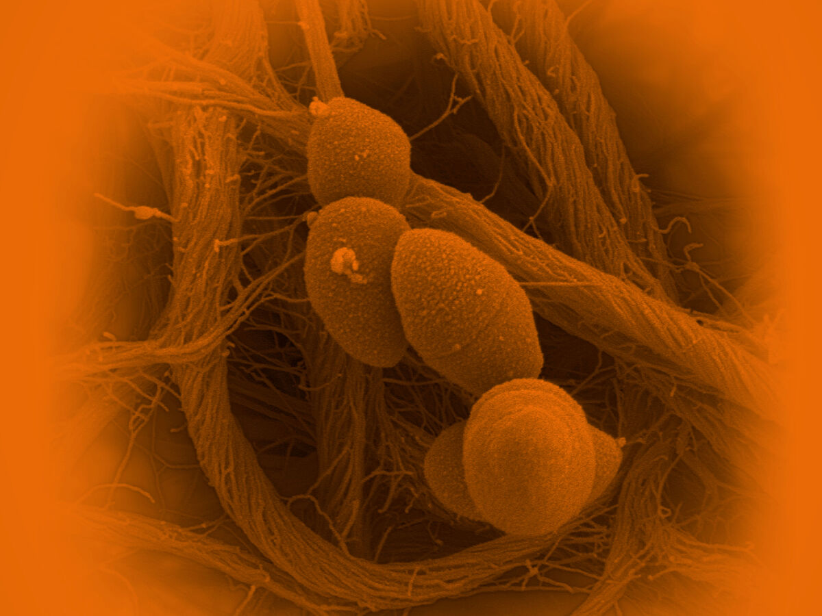 LIFE SCIENCES