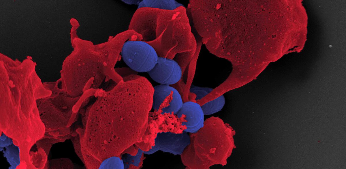 Die räumliche Organisation des Immunsystems